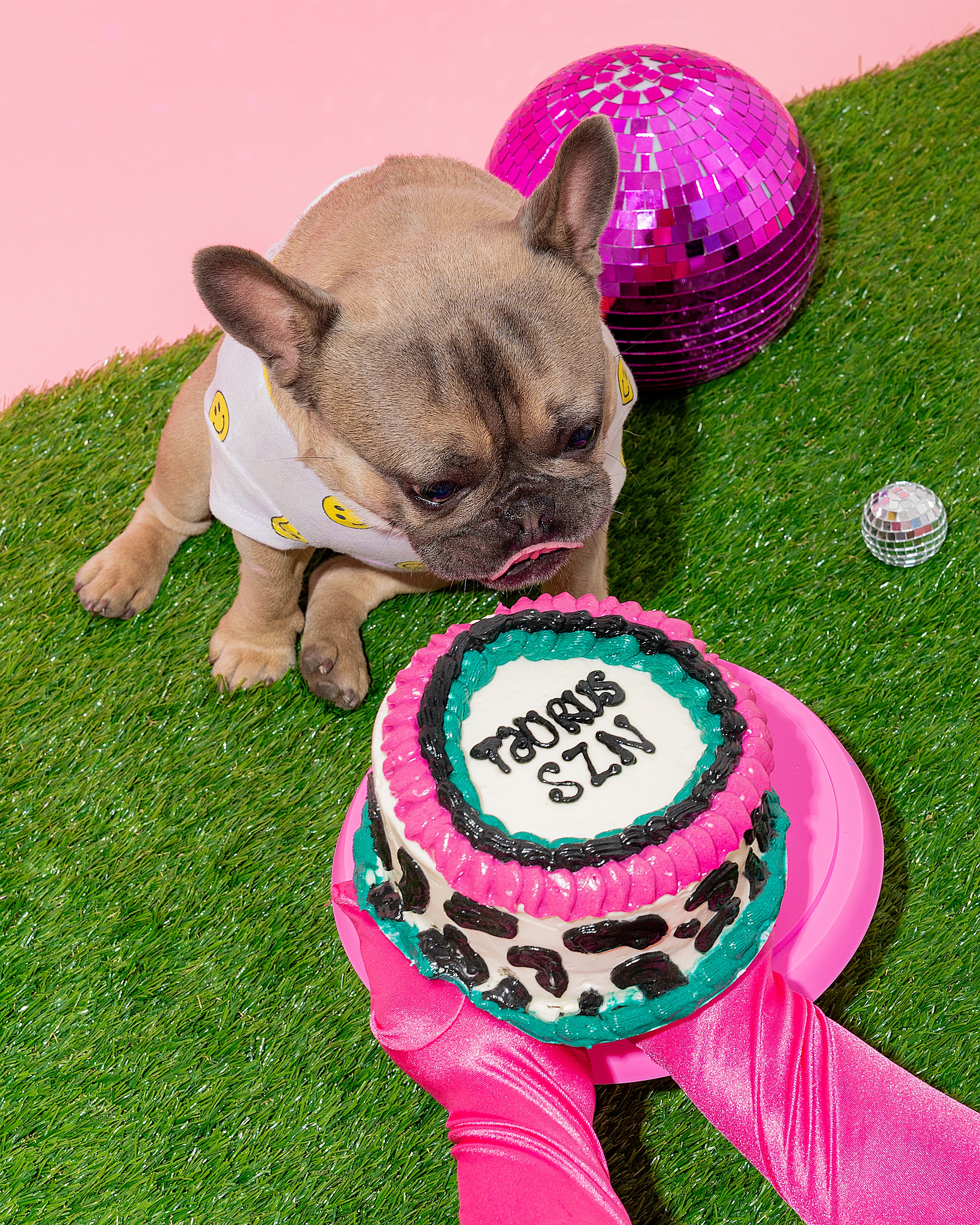 Custom 6-Inch Dog Cake – Personalized Celebration Treat (read whole description before buying)
