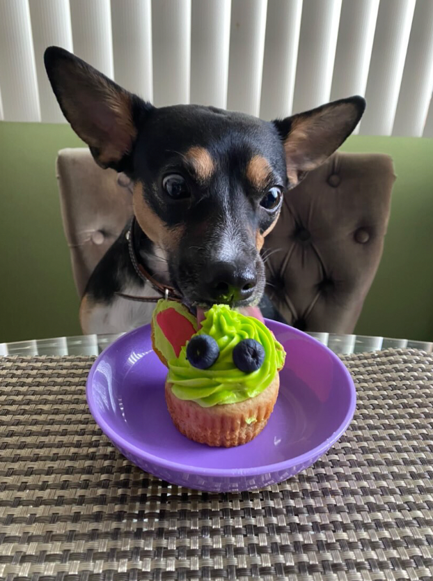 Custom Pupcakes – Handmade Celebration Cupcakes for Dogs ( read whole description before buying)