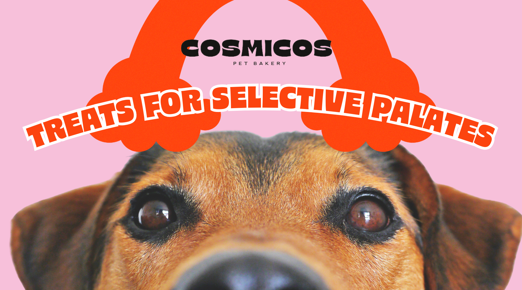 Best pet treats for selective palates