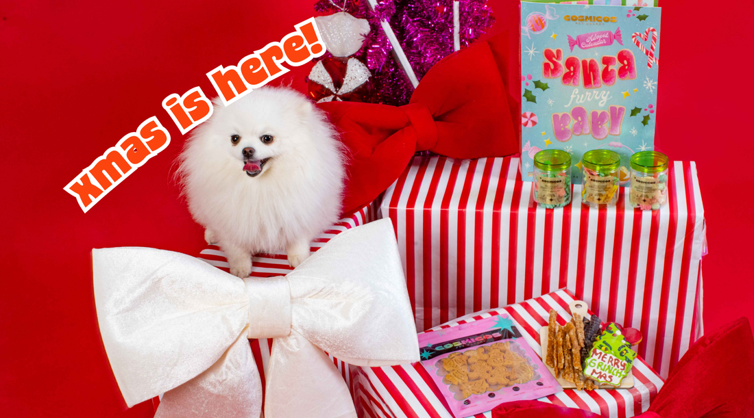 Our Special Christmas Collection for Your Furry Friends