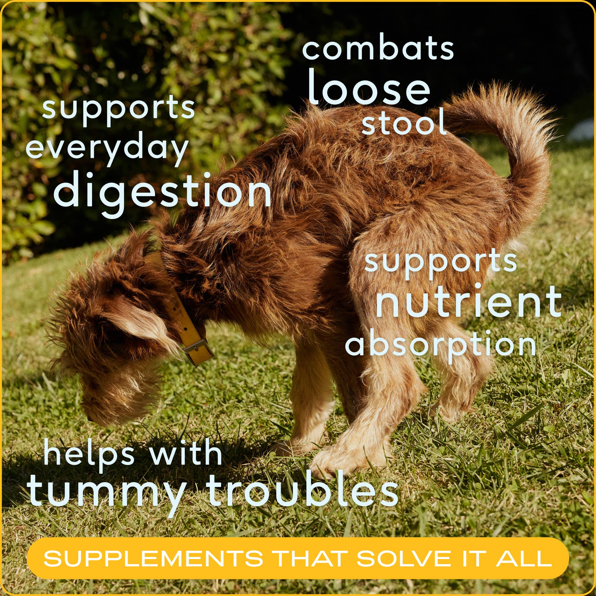 Native Pets - Organic Pumpkin Fiber Powder, Digestive Supplement for Dogs