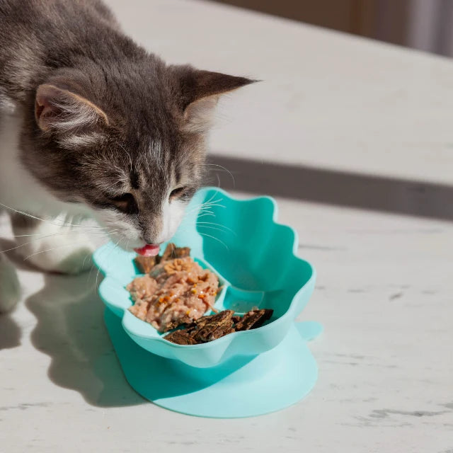 Ollie B. Good - Whiskies Cat Bowl