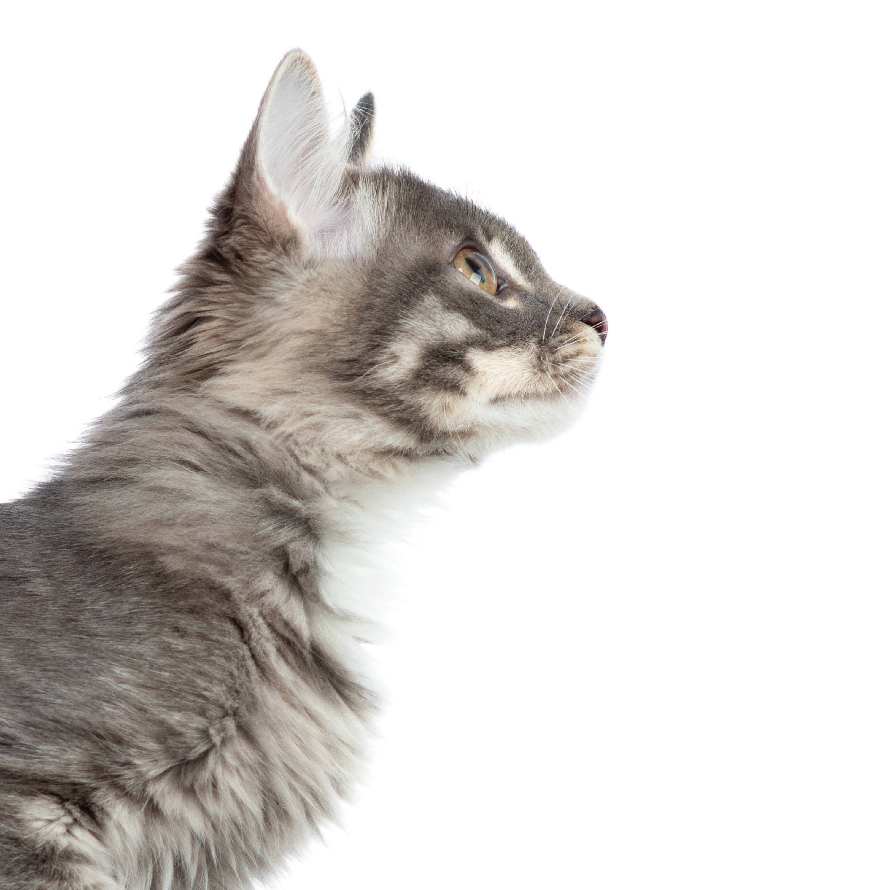 Pure and Natural Pet - Waterless Foaming Organic Cat Shampoo (Unscented)