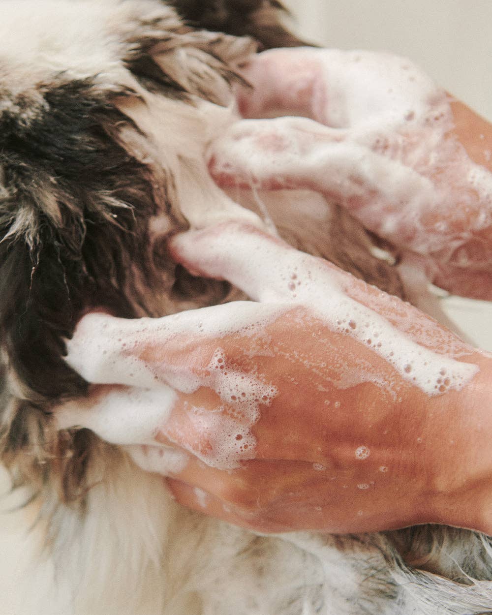 Dandylion - Soothe Gentle Cleansing Dog Shampoo