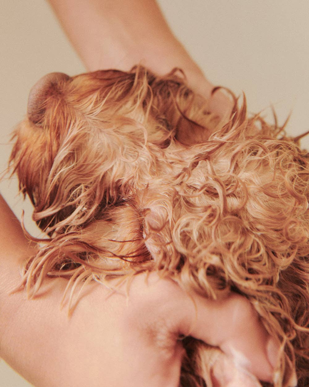 Dandylion - Nourish Gentle Hydrating Dog Conditioner