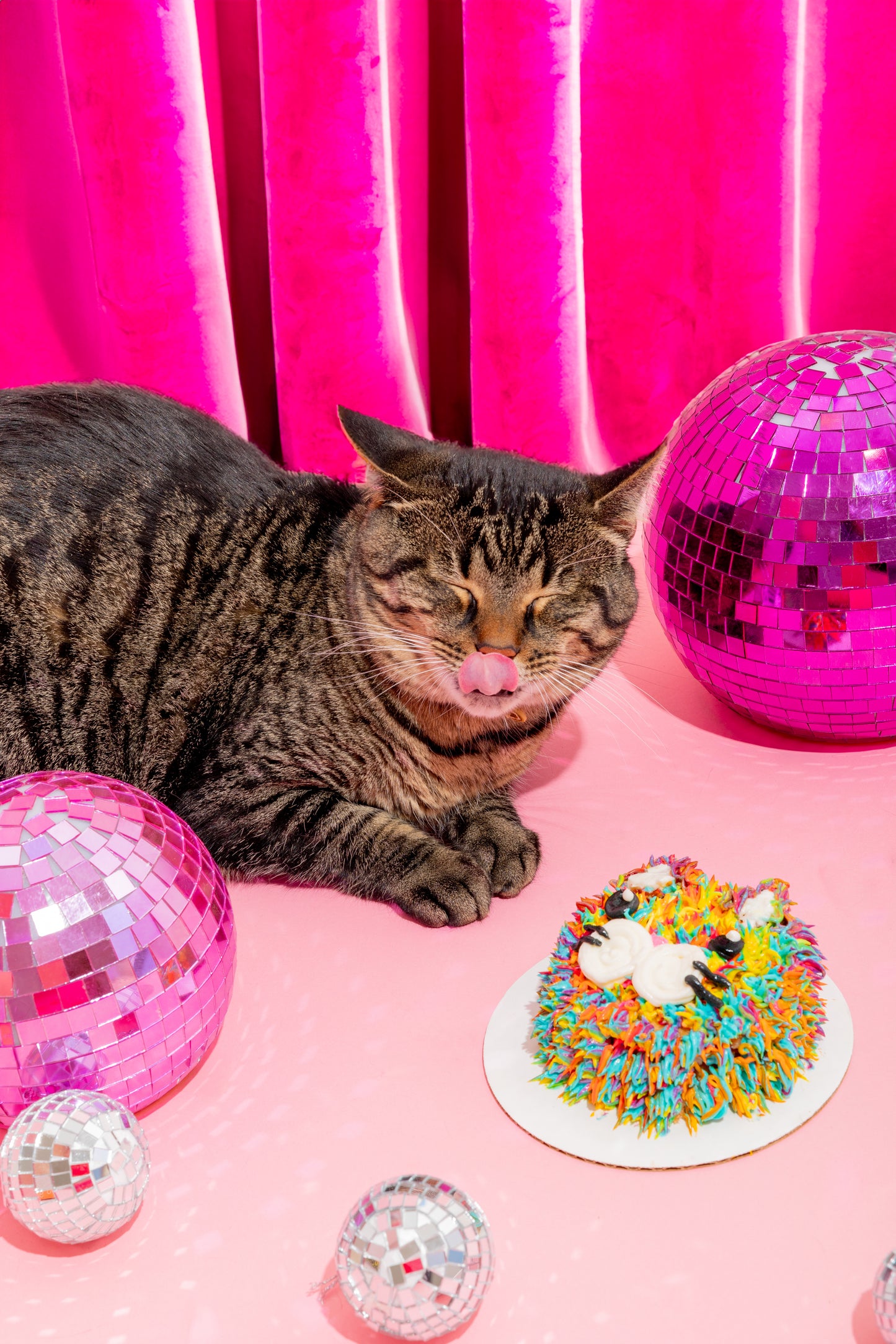 Chicken  Birthday Cake for Kitties