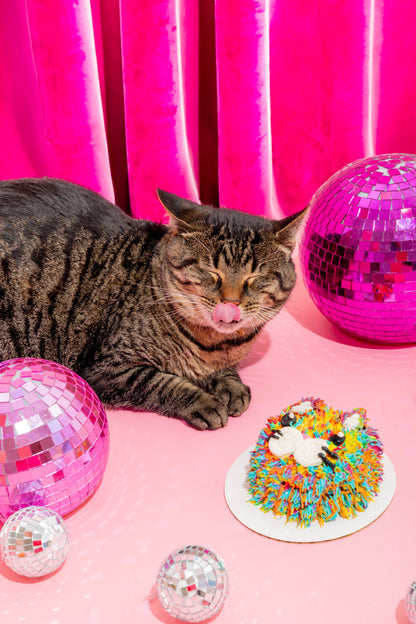 Chicken  Birthday Cake for Kitties