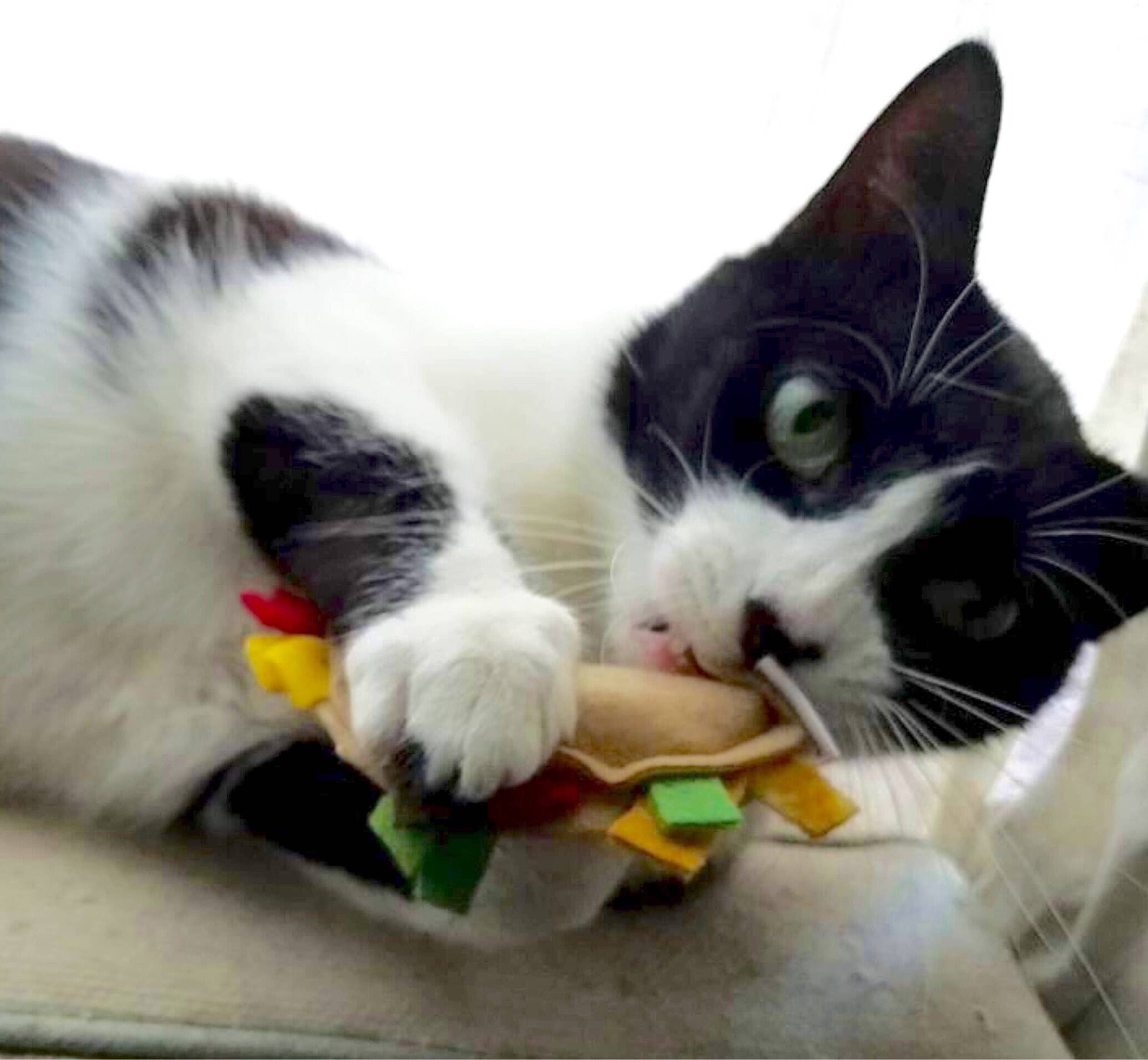 Miso Handmade - Catnip Tacos 1 PIECE